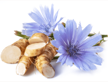 שורש עולש (Chicory Root) ופרחי עולש כחולים – רכיב טבעי עוצמתי בטיפוח העור.